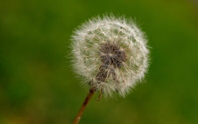 Concentrações muito elevadas de pólen